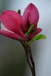 14032014_Hong Kong Flower Show_Magnolia00004
