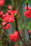 14032014_Hong Kong Flower Show_Peach Blossom00001