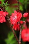 14032014_Hong Kong Flower Show_Peach Blossom00005