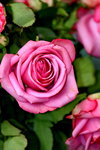 14032014_Hong Kong Flower Show_Roses00004