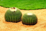 14032014_Hong Kong Flower Show_Cactus00006