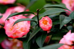 14032014_Hong Kong Flower Show_Camelia00002