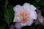 14032014_Hong Kong Flower Show_Camelia00003