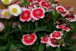 14032014_Hong Kong Flower Show_Daisy00011