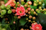 14032014_Hong Kong Flower Show_Holland Kalanchoe00001