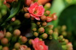14032014_Hong Kong Flower Show_Holland Kalanchoe00002