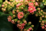 14032014_Hong Kong Flower Show_Holland Kalanchoe00003