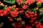 14032014_Hong Kong Flower Show_Holland Kalanchoe00005