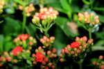 14032014_Hong Kong Flower Show_Holland Kalanchoe00009