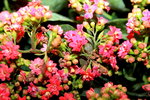 14032014_Hong Kong Flower Show_Holland Kalanchoe00010