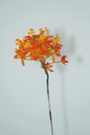 14032017_Hong Kong Flower Show 2017_Flower of Different Species00001