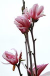 14032017_Hong Kong Flower Show 2017_Flower of Different Species00002