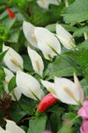 14032017_Hong Kong Flower Show 2017_Flower of Different Species00003