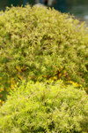 14032017_Hong Kong Flower Show 2017_Flower of Different Species00004