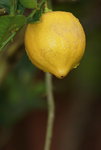14032017_Hong Kong Flower Show 2017_Flower of Different Species00006