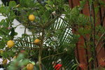 14032017_Hong Kong Flower Show 2017_Flower of Different Species00007