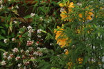 14032017_Hong Kong Flower Show 2017_Flower of Different Species00010