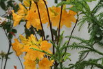 14032017_Hong Kong Flower Show 2017_Flower of Different Species00011