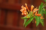 14032017_Hong Kong Flower Show 2017_Flower of Different Species00012