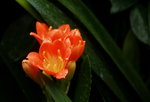 14032017_Hong Kong Flower Show 2017_Flower of Different Species00013