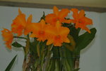 14032017_Hong Kong Flower Show 2017_Flower of Different Species00014