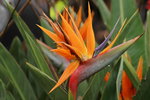 14032017_Hong Kong Flower Show 2017_Flower of Different Species00015