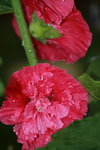 14032017_Hong Kong Flower Show 2017_Flower of Different Species00016