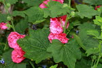 14032017_Hong Kong Flower Show 2017_Flower of Different Species00017