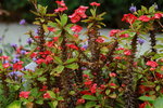 14032017_Hong Kong Flower Show 2017_Flower of Different Species00018