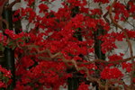 14032017_Hong Kong Flower Show 2017_Flower of Different Species00019