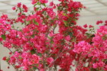 14032017_Hong Kong Flower Show 2017_Flower of Different Species00020