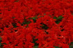 14032017_Hong Kong Flower Show 2017_Flower of Different Species00021