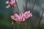 14032017_Hong Kong Flower Show 2017_Flower of Different Species00022
