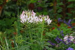 14032017_Hong Kong Flower Show 2017_Flower of Different Species00024