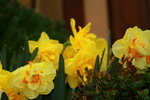 14032017_Hong Kong Flower Show 2017_Flower of Different Species00026