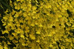 14032017_Hong Kong Flower Show 2017_Flower of Different Species00034