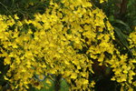 14032017_Hong Kong Flower Show 2017_Flower of Different Species00035