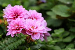 14032017_Hong Kong Flower Show 2017_Flower of Different Species00037