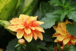 14032017_Hong Kong Flower Show 2017_Flower of Different Species00038