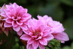 14032017_Hong Kong Flower Show 2017_Flower of Different Species00039