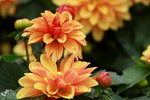 14032017_Hong Kong Flower Show 2017_Flower of Different Species00040