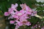 14032017_Hong Kong Flower Show 2017_Flower of Different Species00043