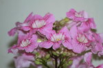 14032017_Hong Kong Flower Show 2017_Flower of Different Species00044