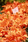 14032017_Hong Kong Flower Show 2017_Lily00001