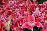 14032017_Hong Kong Flower Show 2017_Lily00003