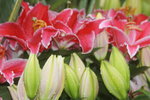 14032017_Hong Kong Flower Show 2017_Lily00004