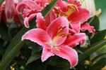 14032017_Hong Kong Flower Show 2017_Lily00005