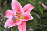 14032017_Hong Kong Flower Show 2017_Lily00006