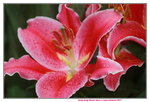14032017_Hong Kong Flower Show 2017_Lily00007