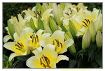 14032017_Hong Kong Flower Show 2017_Lily00008